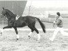 stallion Racing Ace xx (Thoroughbred, 1979, from Northern Ace xx)