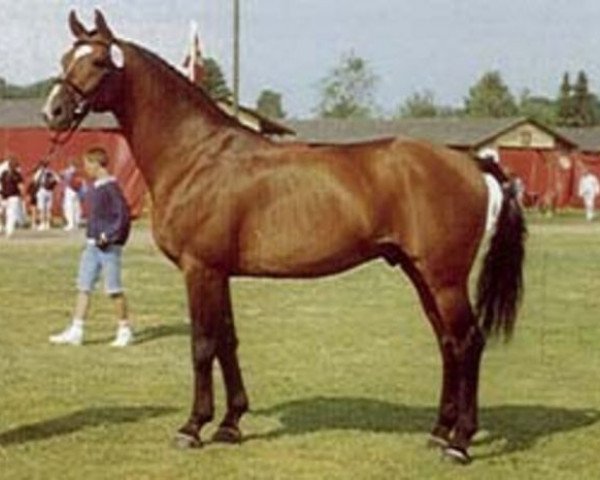 stallion Aspirant (Hanoverian, 1979, from Argentan I)