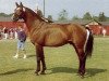 stallion Aspirant (Hanoverian, 1979, from Argentan I)