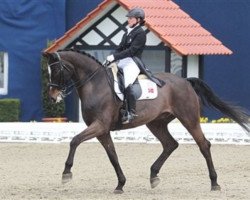 dressage horse Tailormade Akon Askelund (Danish Warmblood, 2000, from Akinos)