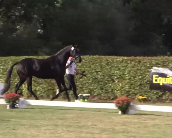 6. Trakehner Landesschau im Zuchtbezirk Westfalen