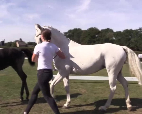 6. Trakehner Landesschau im Zuchtbezirk Westfalen