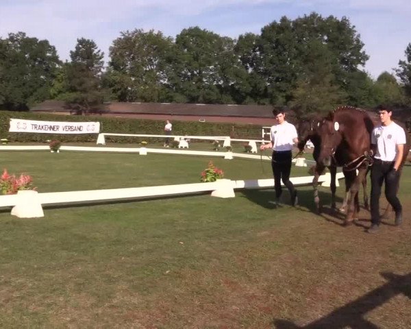 6. Trakehner Landesschau im Zuchtbezirk Westfalen