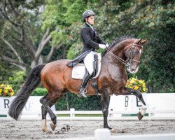 stallion Vinheste (Lusitano, 2002, from Hircino)