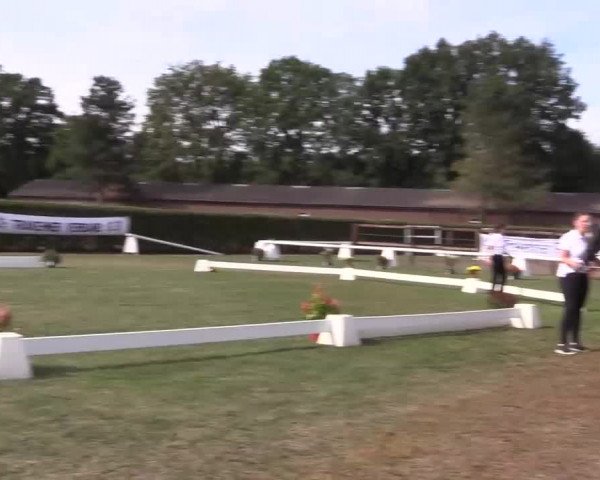 6. Trakehner Landesschau im Zuchtbezirk Westfalen
