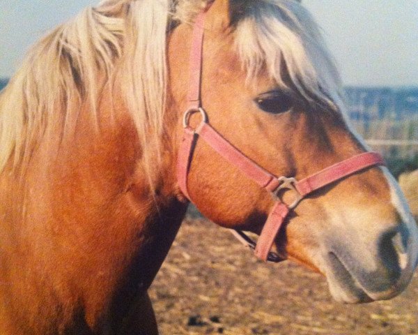 stallion Nelfried (Haflinger, 1973, from Nelson)