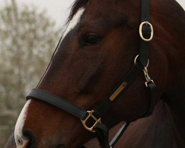 jumper Eastside (Hanoverian, 2005, from Escudo I)