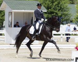 dressage horse Chrevi's Capital (Danish Warmblood, 2000, from Lavallo 66 FIN)