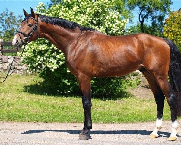 dressage horse Equinox II (Polish Warmblood, 2007, from Ekwador)