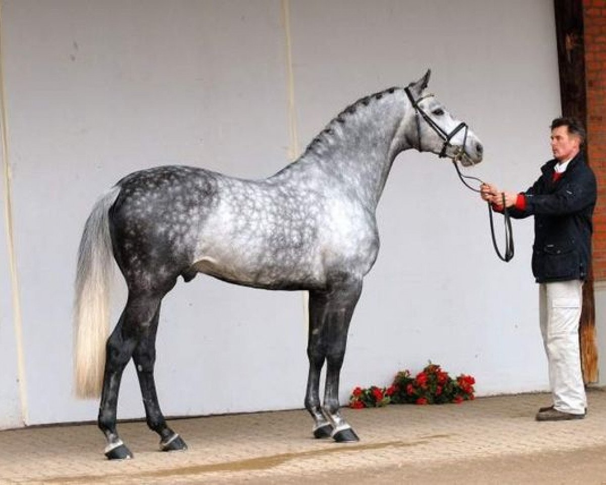 stallion Ekwador (Polish Warmblood, 2000, from Heraldik xx)