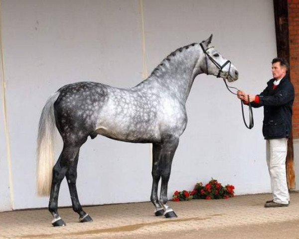 dressage horse Ekwador (Polish Warmblood, 2000, from Heraldik xx)