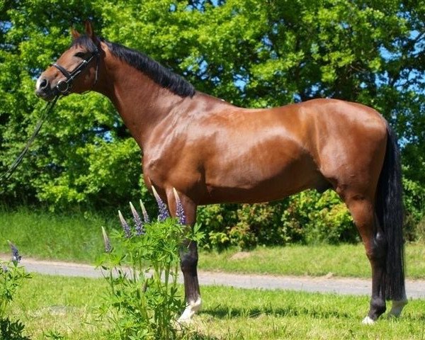 dressage horse Equinox I (Polish Warmblood, 2005, from Ekwador)