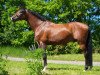 dressage horse Equinox I (Polish Warmblood, 2005, from Ekwador)