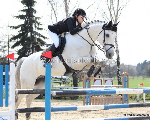 jumper Casper (Belgian Warmblood, 2002, from Parco)