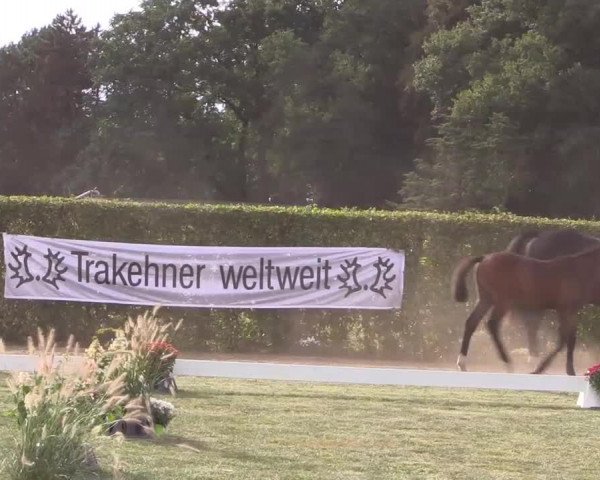 6. Trakehner Landesschau im Zuchtbezirk Westfalen