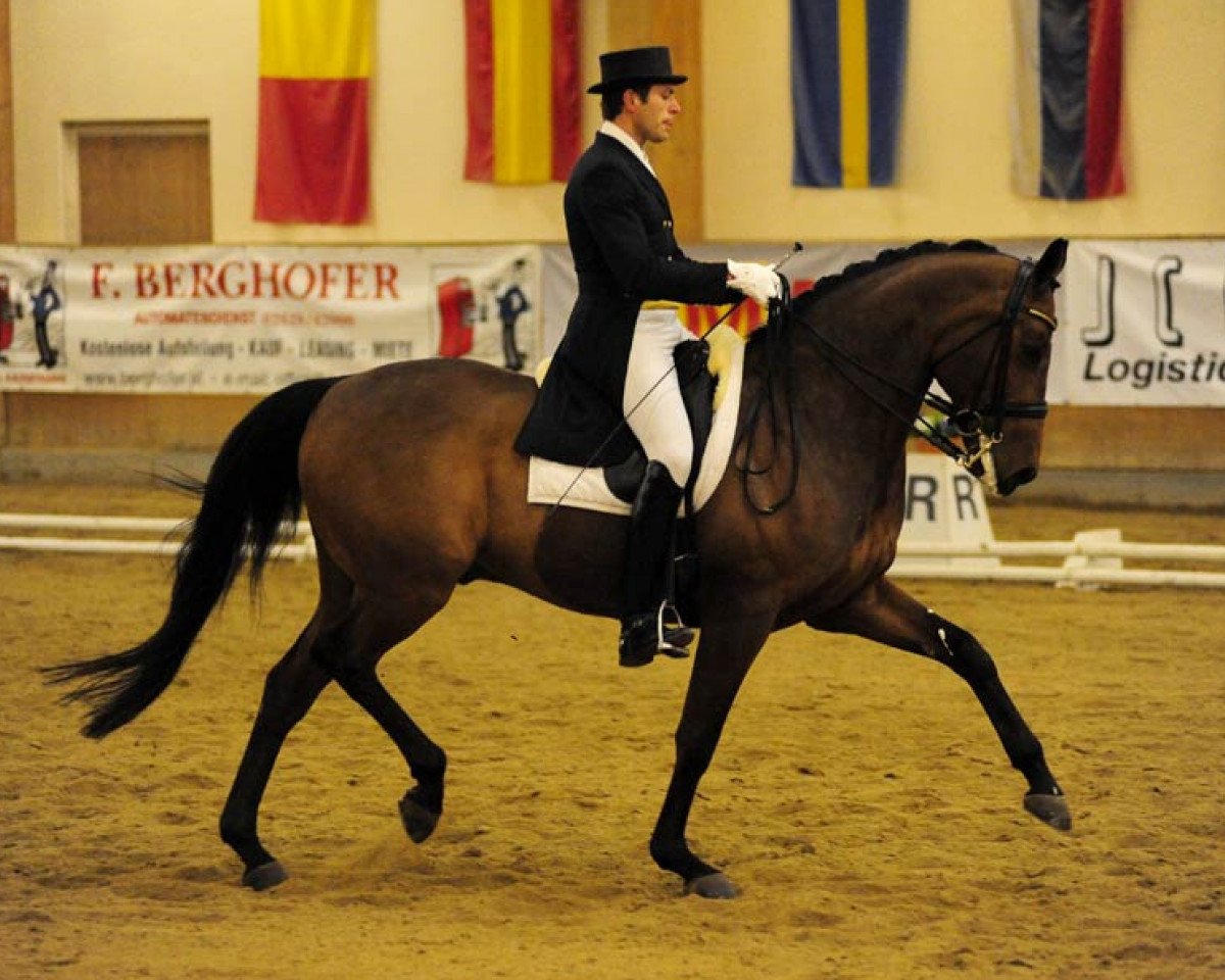 Dressurpferd Auheim's Picardo (Hannoveraner, 2001, von Prince Thatch xx)