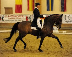 dressage horse Auheim's Picardo (Hanoverian, 2001, from Prince Thatch xx)