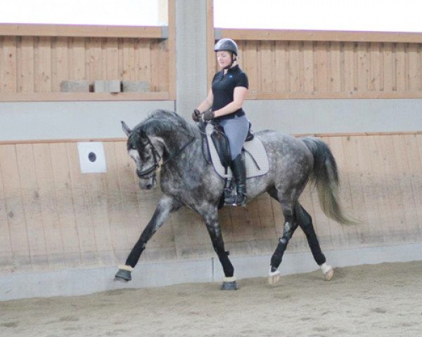 Pferd Take the lead (ex Turmalin) (Trakehner, 2006, von Normativ ox)