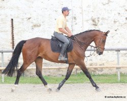 horse Babelute (Czech Warmblood, 2006)