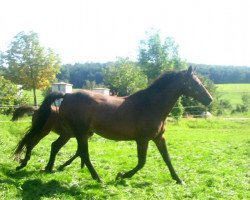 broodmare Zara XII (Holsteiner, 1988, from Calypso I)