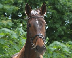 dressage horse Lucky Girl 33 (Westfale, 2007, from Kingsley Lucky Dance)