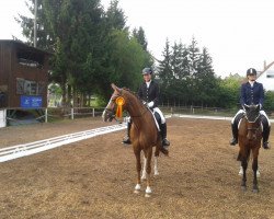 dressage horse Dobelly (Württemberger, 2007, from Diamond Hit)