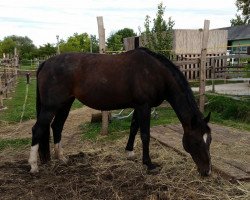 broodmare Esta (Hanoverian, 2002, from Escudo II)