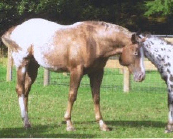 Pferd PB Shawnee (Appaloosa, 2012, von Bavarian Dreamfinder)