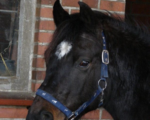 horse Westermoor's Montoya (German Riding Pony, 2003, from Mac Geyver)