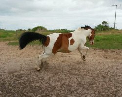 dressage horse Sokrates (Lewitzer, 2007, from Shakespeare III)