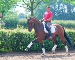 dressage horse Bolano 3 (Hanoverian, 2009, from Benetton Dream FRH 1301)