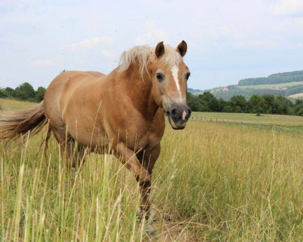 horse Dunja 784 (Haflinger, 1997)