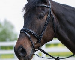 dressage horse Calimero 504 (Württemberger, 2005, from Cavallieri xx)