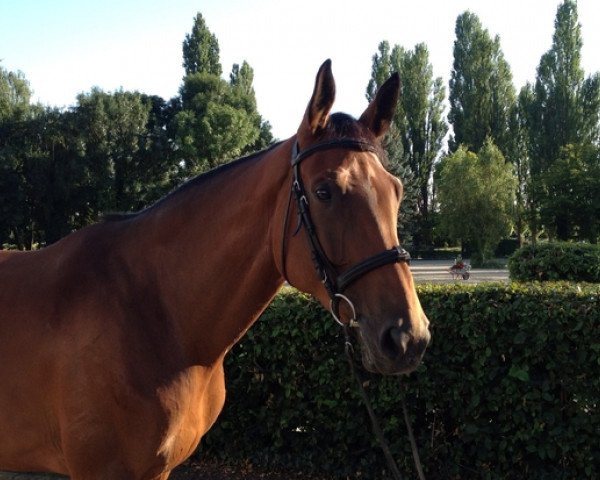 jumper Chanel W (Hanoverian, 2005, from Conteur)