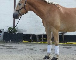 Pferd Simba (Haflinger, 2006, von Santana)