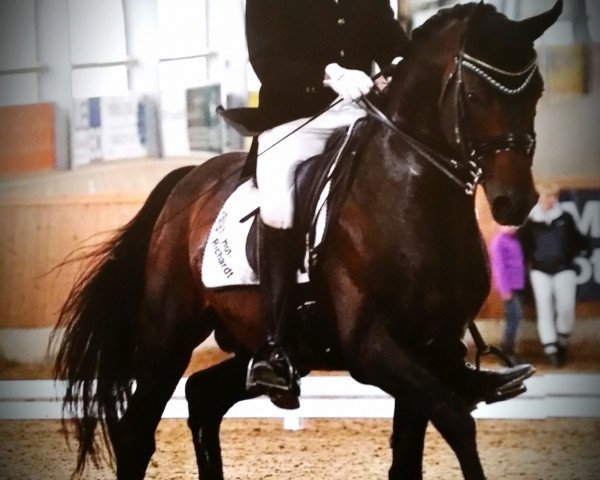 stallion Louis de Funes 4 (Oldenburg, 2004, from Louis Ferdinand)