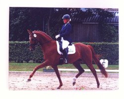 broodmare Die Feine 3 (German Warmblood, 2008, from Dramatic)