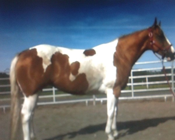 broodmare GK Silk Olena (Paint Horse, 2004, from Doc Silky Chex FR)