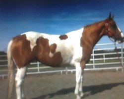 Zuchtstute GK Silk Olena (Paint Horse, 2004, von Doc Silky Chex FR)