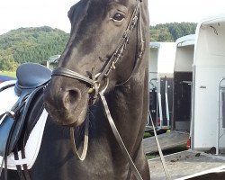 dressage horse Cadiz A (Westphalian, 2002, from Condor M)