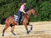 dressage horse Biarado (German Riding Pony, 2008, from Benetton S)