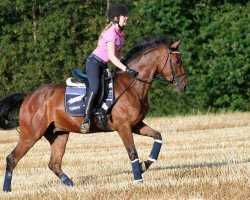 dressage horse Biarado (German Riding Pony, 2008, from Benetton S)