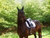 dressage horse Rubina 319 (Hessian Warmblood, 2005, from Rabanus)