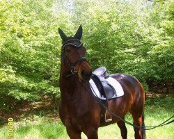 dressage horse Rubina 319 (Hessian Warmblood, 2005, from Rabanus)