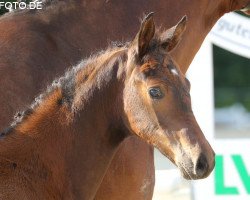 broodmare Schöne Franziska (Oldenburg, 2014, from Franziskus FRH)