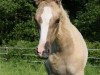 dressage horse Grenzhoehes Del Rey (German Riding Pony, 2014, from Diors Daikiri)