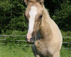 dressage horse Grenzhoehes Del Rey (German Riding Pony, 2014, from Diors Daikiri)