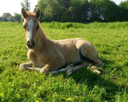 dressage horse Grenzhoehes Don Chillo (German Riding Pony, 2014, from Don Dolino)