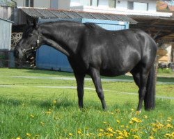 broodmare Dorena (Hanoverian, 1998, from Davignon I)