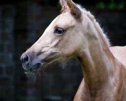 Zuchtstute Goldfee (Deutsches Reitpony, 2014, von Cartier de Deluxe)